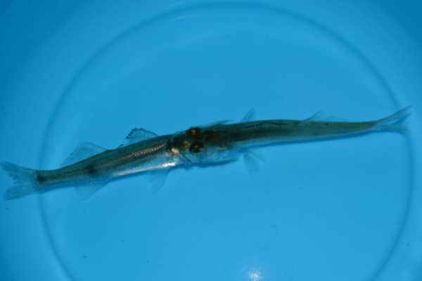 Kannibalismus erfolgt auch bei gleich großen Fingerlingen.